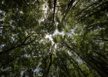 Bir ilde daha ormanlık alanlara giriş yasaklandı