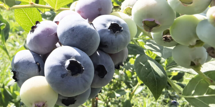 Bursa'da hasadı başladı, tam 1000 dönüm: Tarlada kilosu 400 TL!