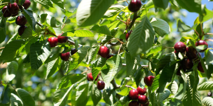 Bursa'da yüksek rekolteli hasat başladı, üretici umutlu: Tarlada kilosu 60 TL!