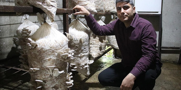 Devlet desteği alarak üretti. İlk hasat sonrasında tüm masrafları çıkardı