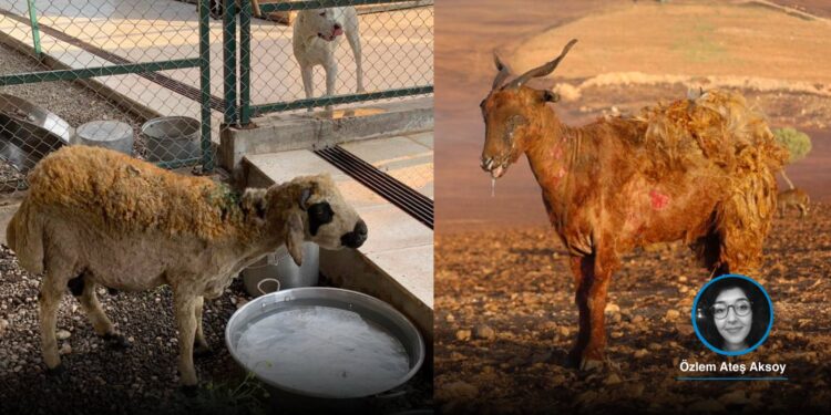 Diyarbakır ve Mardin’deki yangınlarda 500’den fazla hayvan öldü, yaralı hayvanlar “satın alınarak” kesimden kurtarılmaya çalışılıyor