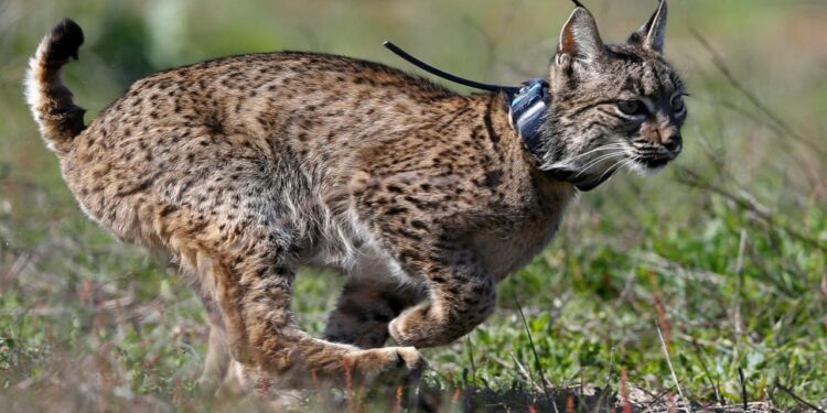 En nadir kedilerden birinin türü kurtarıldı