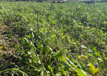 Eskişehir'de para etmeyince hasat yapılamadı, 30 dönüm ürün tarlada kaldı: Koyunlara yem oldu!