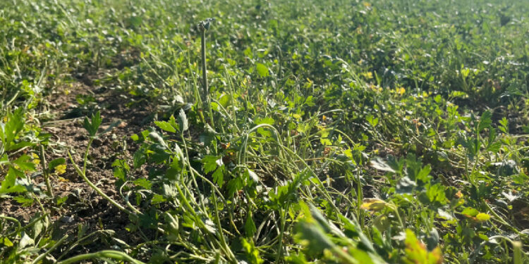 Eskişehir'de para etmeyince hasat yapılamadı, 30 dönüm ürün tarlada kaldı: Koyunlara yem oldu!