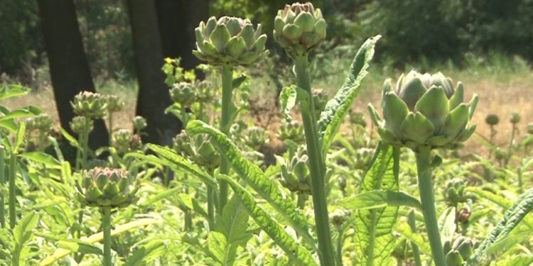 Eskişehir'de talebe yetişilemeyen hasat başladı, 'yok' satıyor: Tanesi 35 TL!