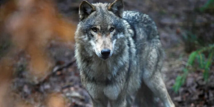 Fransa'da koşu yapan kadına kurtlar saldırdı: Durumu ağır