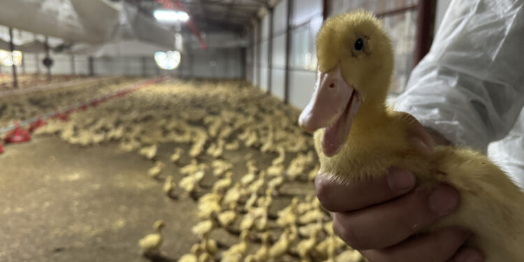 Hobi amaçlı kurduğu çiftlikte yetiştirdi: Şimdi ihracata hazırlanıyor