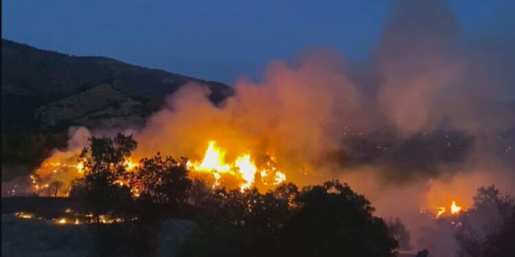 İzmir'de zeytinlik alanda çıkan yangın kontrol altında