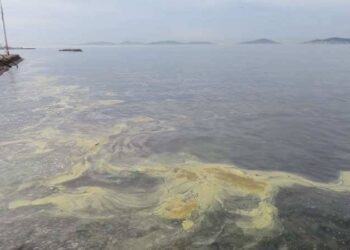 İzmit Körfezi'nde "müsilaj" korkusu: Tabakalardan numune alındı