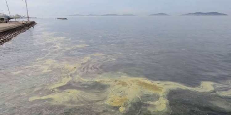 İzmit Körfezi'nde "müsilaj" korkusu: Tabakalardan numune alındı