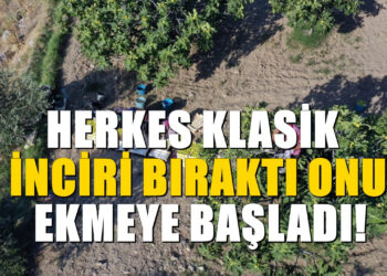 Klasik incirden daha faydalı. Üstelik hasat sonrası kazancı da yüksek