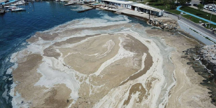 Marmara'da Müsilaj tehlikesi: Balık çeşitliliğinin 4'te 1'i azaldı