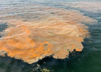 Marmara'da korkutan manzara; "Denize girmek tehlikeli" uyarısı yapıldı