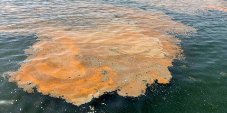 Marmara'da korkutan manzara; "Denize girmek tehlikeli" uyarısı yapıldı