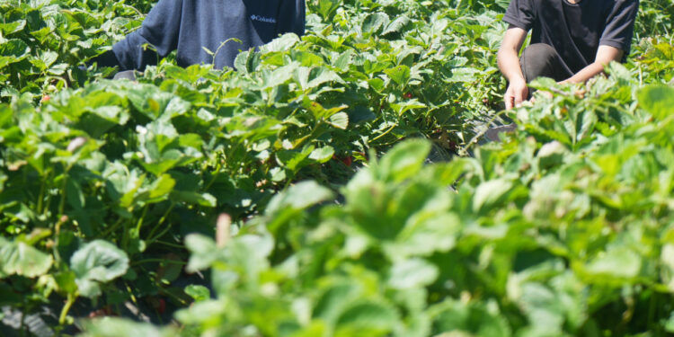 Muş'ta hasadı başladı, eken servete kondu: 1,5 milyon TL kazanç!