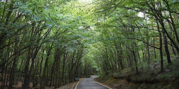 O ilde yaşayanlar dikkat: Ormanlık alanlara girişler yasaklandı!