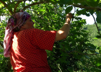 Ordu'da hasat sonrası 1 kilosu 1000 TL ediyor, üreten servete konuyor!