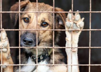 “Ötanazi” belli şartlara bağlanacak, sokağa atana 50 bin TL ceza gelecek!