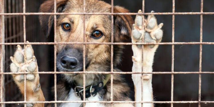 “Ötanazi” belli şartlara bağlanacak, sokağa atana 50 bin TL ceza gelecek!