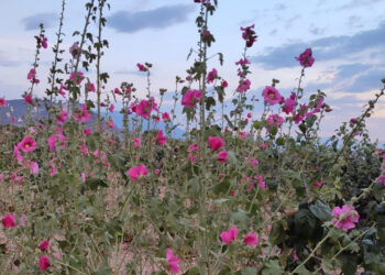 Resmen şifa deposu, kilosu 250 TL!