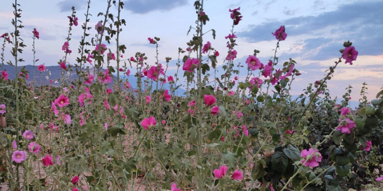 Resmen şifa deposu, kilosu 250 TL!