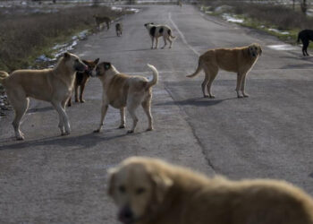 Sokak hayvanlarıyla ilgili yasa teklifinde 'uyutma'ya yeni formül
