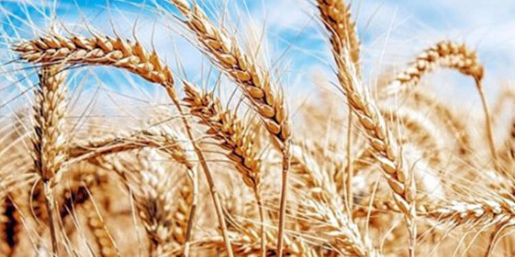 TMO'dan buğday alım fiyatına ilişkin açıklama: Maliyetlerin oldukça üzerinde belirlendi