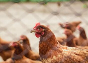 Tavuk eti üretimi nisanda azaldı