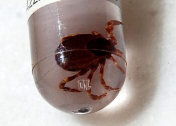 Tokat'ta KKKA hastalığı: 3 kişi tedavi görüyor