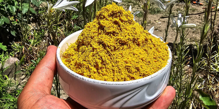 Tokat'ta hasadı başladı, nadir bulunuyor: Kilosu 5 bin Euro!