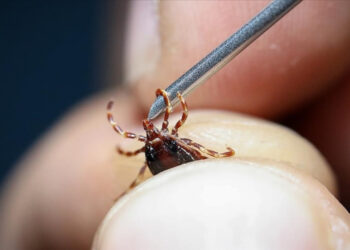 Tokat'ta kene alarmı: 5 kişi hastaneye kaldırıldı