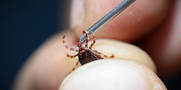 Tokat'ta kene alarmı: 5 kişi hastaneye kaldırıldı