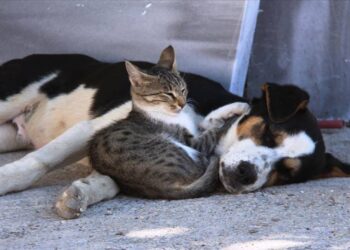 Türkiye katliam tasarısını tartışırken Avrupa Birliği'nden kedi ve köpeklerin refahı için yasa hazırlığı