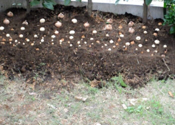 Türkiye'de üreten servet kazanıyor. Hasat sonrası kilosu 600 bin TL'den gidiyor