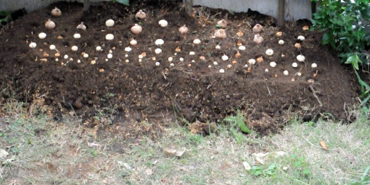 Türkiye'de üreten servet kazanıyor. Hasat sonrası kilosu 600 bin TL'den gidiyor