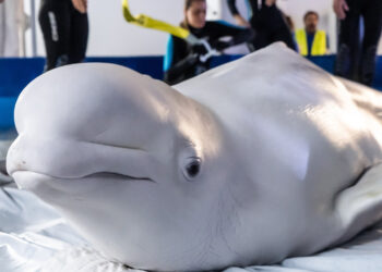 Ukrayna'da özel operasyon: İki balina, çatışma bölgesi Harkiv’den kurtarıldı