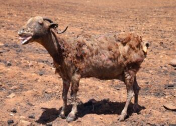 Yangında 500'e yakın koyun öldü, 214 ağır yaralı var; ağır yaralı hayvanlar kesilecek