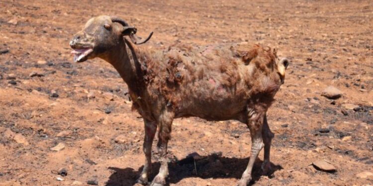 Yangında 500'e yakın koyun öldü, 214 ağır yaralı var; ağır yaralı hayvanlar kesilecek