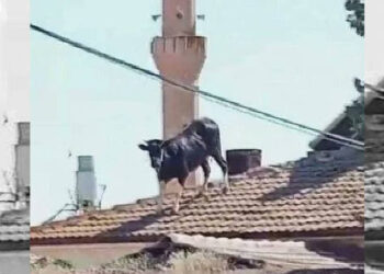 Yer Konya: Kesileceğini anlayan kurbanlık boğa çatıya çıktı