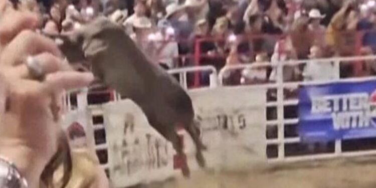 Kızgın boğa seyircilerin arasına daldı, 4 kişi yaralandı