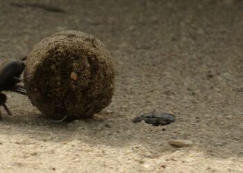 Gübre böcekleri devlet koruması altında