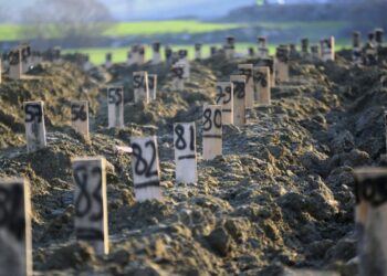 TÜİK ölüm istatistiklerini açıkladı: ‘6 Şubat depremlerinde 45 bin kişi 784 öldü’