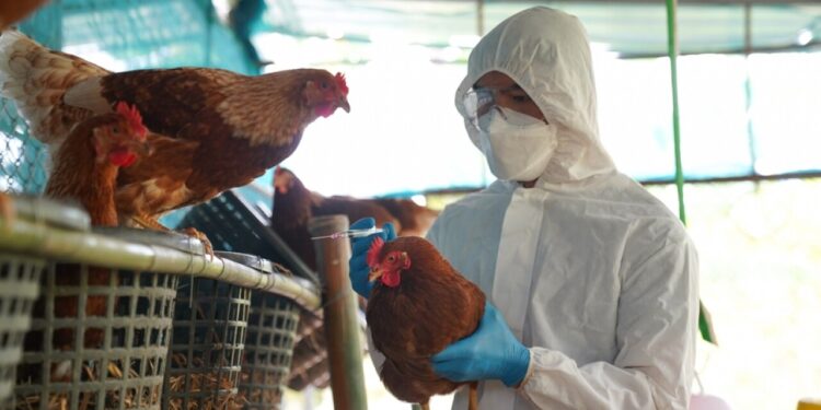 Uzmanlara göre sırada kuş gribi pandemisi var