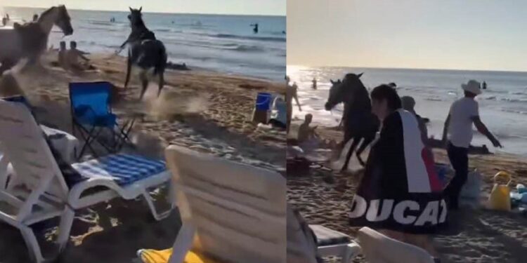 Sahile götürdükleri atlar plajdaki vatandaşların arasına daldı
