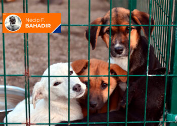 ‘Merhametsiz’ AKP: Adım adım katliama… 