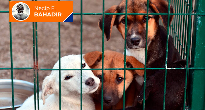 ‘Merhametsiz’ AKP: Adım adım katliama…