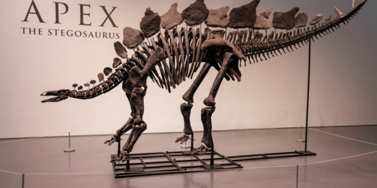 150 Milyon Yıl Öncesine Ait: Dinozor İskeleti Rekor Fiyata Satıldı