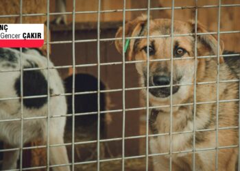 Her şey başarısız olduğunda köpekleri suçlayın