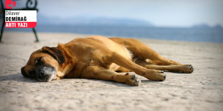 Saray modernleşmesi ve sokak köpekleri