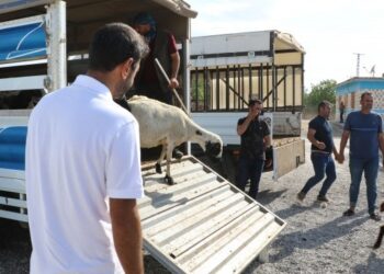 Yangın bölgesinde dayanışma sürüyor: 403 hayvan daha dağıttılar